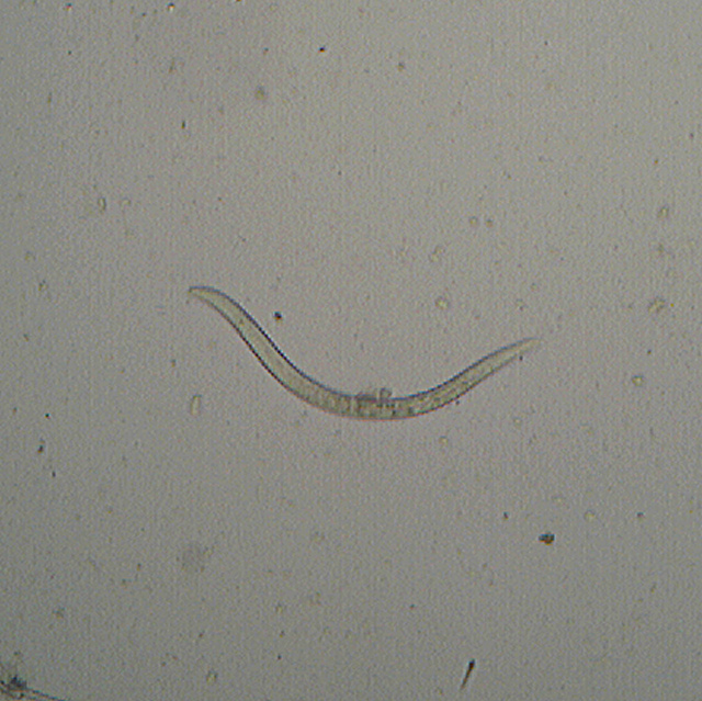Lignicolo da determinare (Bjerkandera fumosa)